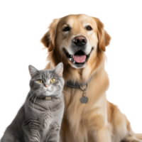 ai generado perro y gato en transparente antecedentes png