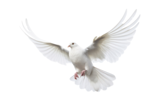 AI generated White dove on transparent background png