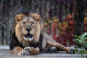 asiático león. un críticamente en peligro de extinción especies. foto