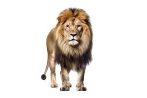 ai genererad lejon på transparent bakgrund png