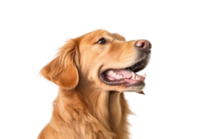 ai generiert golden Retriever Hund auf transparent Hintergrund png
