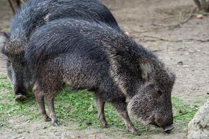 Chacoan peccary eats grass photo