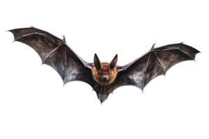 AI generated Bats on a transparent background png