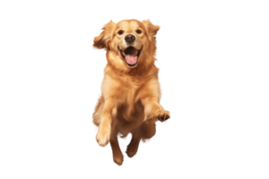 AI generated Dog jumping on transparent background png