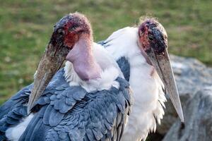 Marabou Stork is a large wading bird in the stork family Ciconiidae. photo