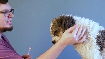 Brushing young teeth of puppy with blue brush and paste close up view. man brushing teeth to his dog video