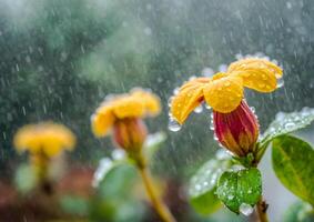 ai generado vistoso coclospermum región en el jardín. flor en el lluvia foto