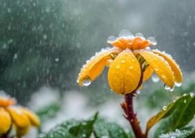 ai generado vistoso coclospermum región en el jardín. flor en el lluvia foto