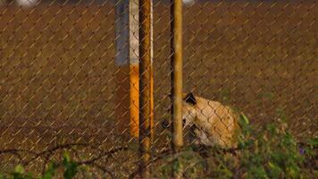 Dog behind a metal fence video