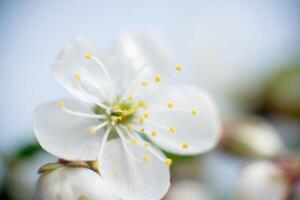 Abstract spring seasonal background with white flowers, floral image with copy space photo