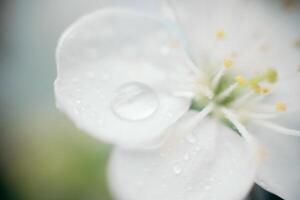 White flower opened its petals against background of light paper. Close-up. Selective focus. Copy space. photo