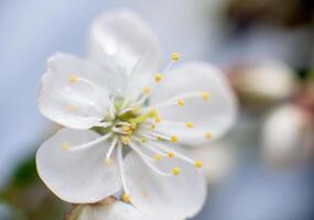 resumen primavera estacional antecedentes con blanco flores, floral imagen con Copiar espacio foto