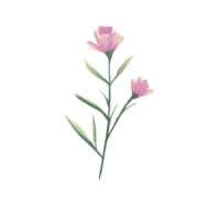 Rosa selvagem flores em uma transparente fundo png