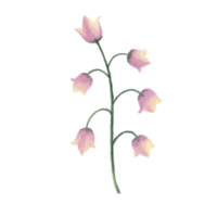 blomma med rosa kronblad på en transparent bakgrund png