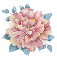 Aquarell Pfingstrose Blume Clip Art png