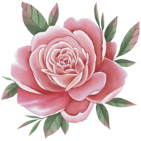 clipart della rosa dell'acquerello png