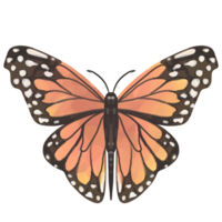 Monarch butterfly clipart png