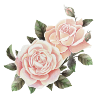 Pastel watercolor rose clip art png