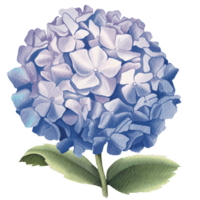 Blue hydrangea with leaves on it, on a transparent background png