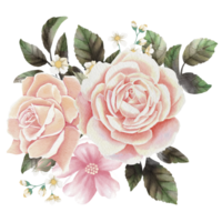 watercolor pastel roses on transparent background png