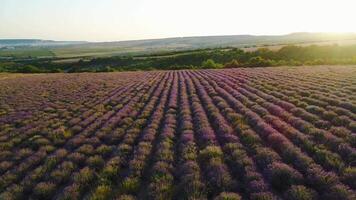 Haut vue de lavande des champs dans Soleil. tir. magnifique épanouissement lavande grandit dans Lignes sur agricole champ. des rayons de Aube Soleil tomber sur magnifique lavande des buissons video