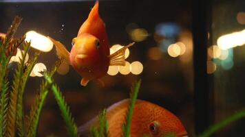 Close-up of goldfish swimming in aquarium with algae. Frame. Large goldfish swim in transparent aquarium on background of blurred lights of expensive restaurant video