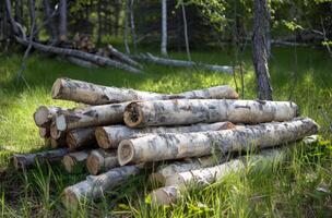 AI generated Birch logs laying in the grass near woods, deforestation and logging photo