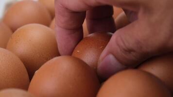 Raw chicken eggs in egg box close up. Eggs are in the panel. Fresh chicken eggs in a cardboard container in the kitchen. video