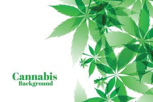 green marijuana leaves on white background vector