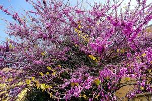 a tree with purple flowers in the sun photo