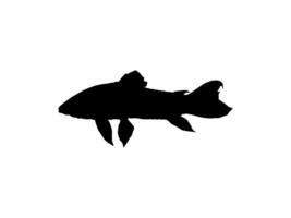 Silhouette of the The Kwi Kwi or Hoplosternum littorale is a species of Armoured Catfish from the Callichthyidae family. Vector Illustration