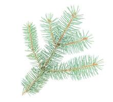 Isolated branch of Christmas tree photo