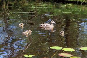 Ducklings in the water at High Dam Tarn in the Lake District photo