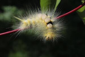 yellowish-white caterpillars crawling on a branch photo