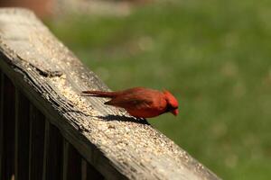 This beautiful cardinal was sitting on the wooden railing of the deck with birdseed. His bright red body stands out from the surroundings. His little black mask protecting his eyes from the light. photo