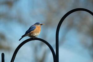 This cute little bluebird sat perched on the shepherds hook. The little avian was coming in for some food. His rusty orange and white belly has a pretty look against the blue feathers of the bird. photo