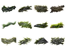 AI generated sheet of dried seaweed collection isolated on white background. photo