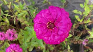 Zinnie violacea, rosa Zinnie, Rosa Zinnie Blume, rosa Blume, es ist ein schön suchen Blume. bunt es ist ein Zier Baum einheimisch zu tropisch regionen.macht Sie Gefühl aufgefrischt. video