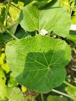 Benefits of gourd greens.Contains high levels of Vitamin-C. It helps prevent various types of infections and colds. Due to its high fiber content, gourd leaves relieve constipation. It is also helpfu photo