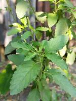 el propiedades de tulsi hojas no puedo ser exagerado. según a expertos, masticar uno tulsi hoja diario a permanecer saludable. en el balcón de el casa, dónde ligero y aire fluir, usted lata planta beneficioso foto