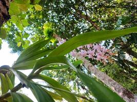 Bunch of beautiful purple orchids on tree. Flower with the scientific name Aerides rosea. photo