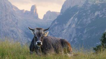 Kuh im das Italienisch Alpen im das Dolomiten während Sonnenuntergang mit Berge im das Hintergrund. video