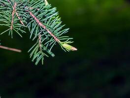 azul abeto ramas con agujas en un oscuro antecedentes. azul abeto con el latín nombre picea pungens. foto