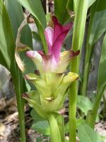 Curcuma xanthorrhiza flower in nature garden photo