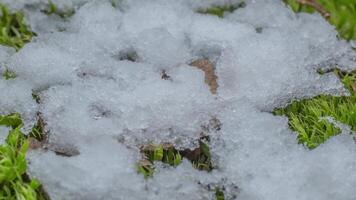 Macro timelapse shot of shiny particles of melting snow and open green grass and leaf. Change of season from winter to spring in the forest. video