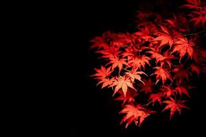 el detalle de rojo hoja arce en oscuro antecedentes. el desayuno tardío de rojo arce árbol en otoño estación. el Encendiendo y sombra reflejar a rojo espada con hoja y estípula. foto
