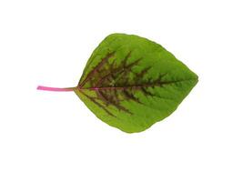 Close up Joseph's coat, Chinese spinach, Tampala leaves on white background. photo