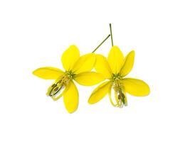 Close up Pudding Pine, Indian Laburnum, Golden Shower on white background. photo