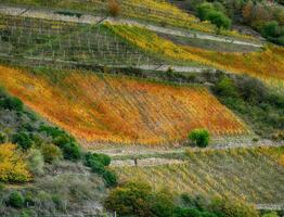 Autumn colors on steep Reisling vineyards, near Niederheimbach photo