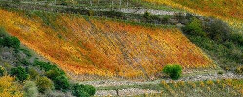 otoño colores en escarpado reisling viñedos, cerca niederheimbach foto